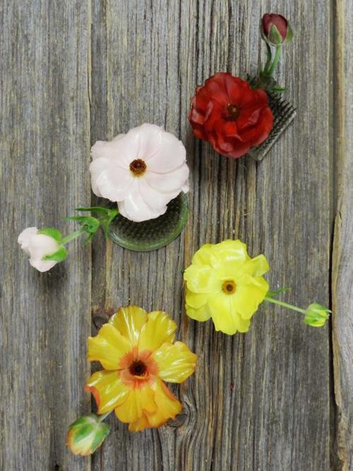 Butterfly  Assorted Colors Ranunculus
